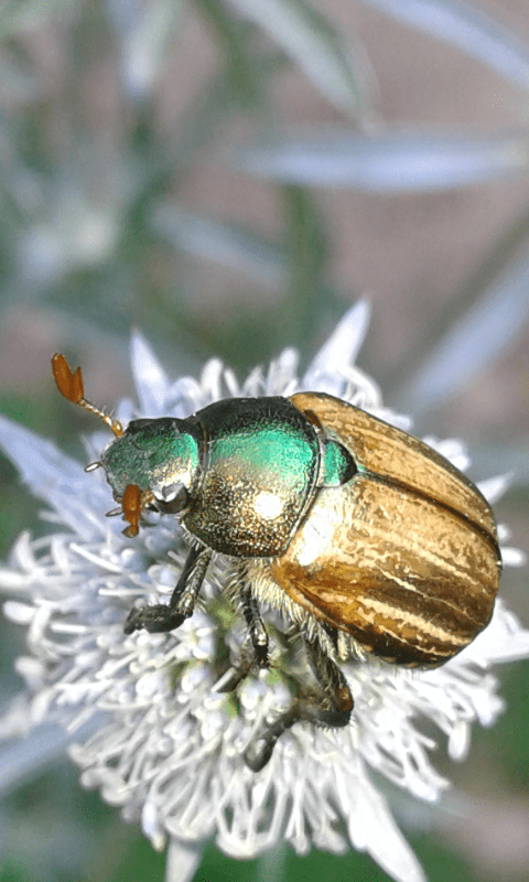 Mimela junii (Rutelidae)? S.